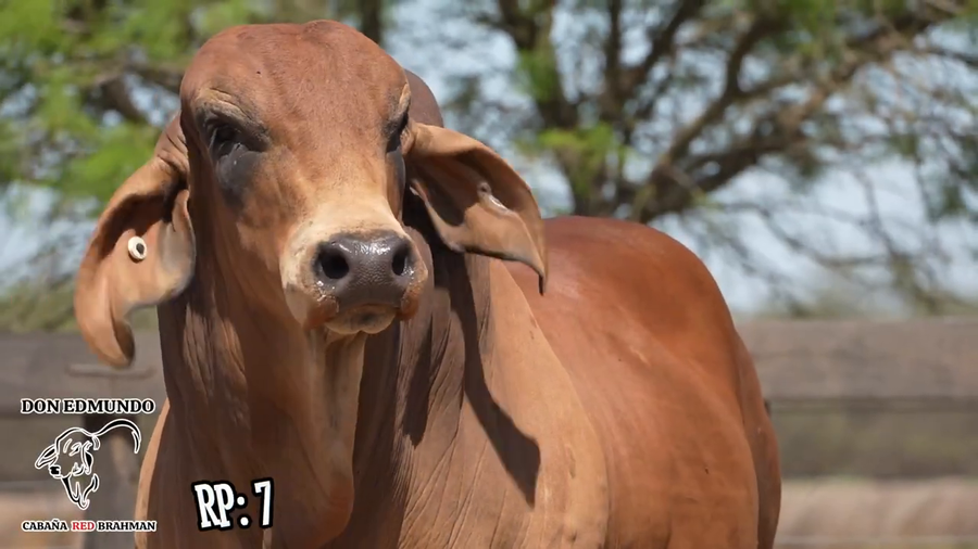 Lote Toro