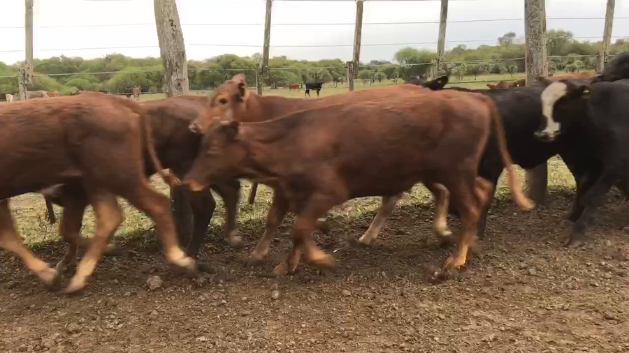 Lote 115 Terneros en Pto. Eva Perón, Chaco