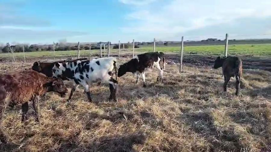 Lote 5 Terneros a remate en Pantalla Camy 90kg - , San José