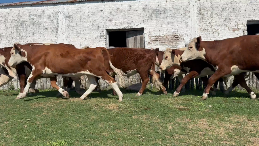 Lote 42 Novillitos