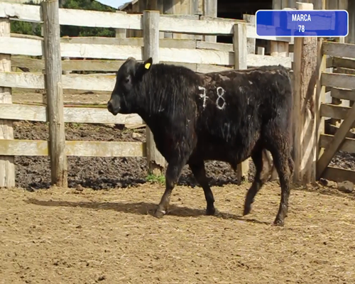 Lote 1 Toro en Coyhaique, XI Región Aysén