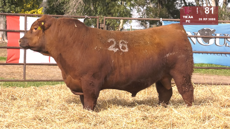 Lote TOROS ANGUS COLORADOS  PC