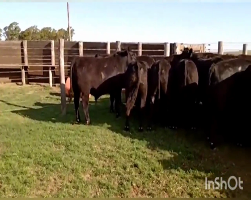 Lote (Vendido)33 Novillos a remate en Primer Remate Virtual, Córdoba