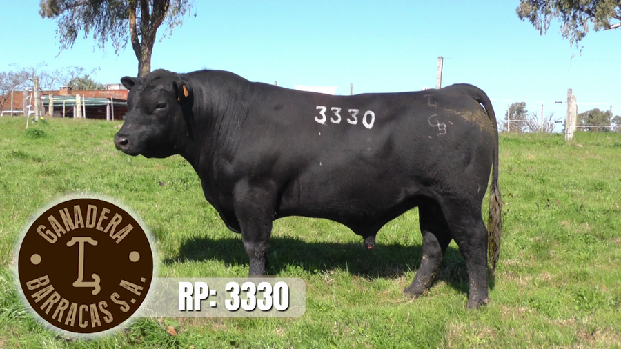 Lote (Vendido)Toros a remate en Ganadera Barracas S.A en Caraguata