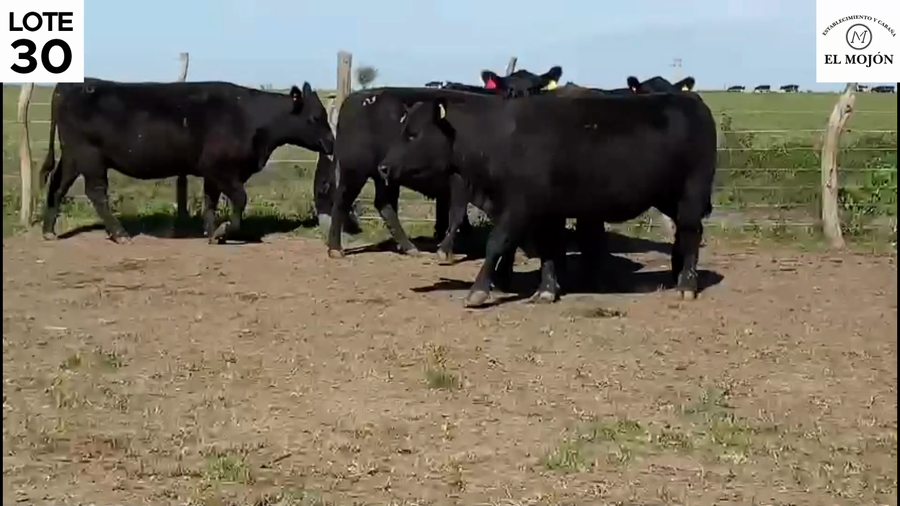 Lote "VAQUILLONAS MAS PREÑADAS DE LA CABAÑA ""EL MOJON"" DE MOHR"