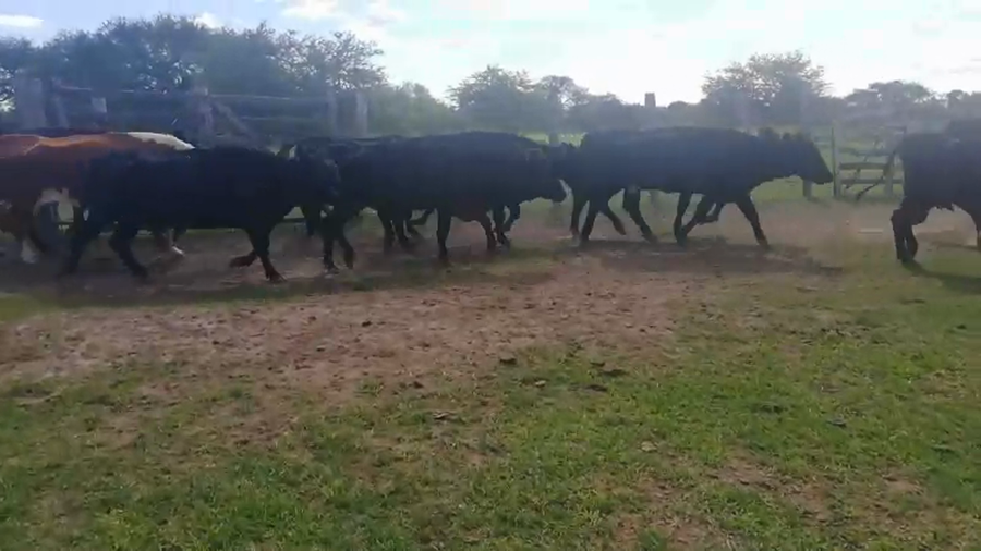 Lote 42 Vacas de invernar en Federal, Entre Ríos