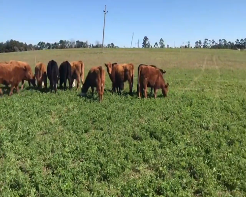 Lote (Vendido)15 Terneras AA,  He y Cruza a remate en 1º Remate Virtual 140-150kg -  en Cerrillos