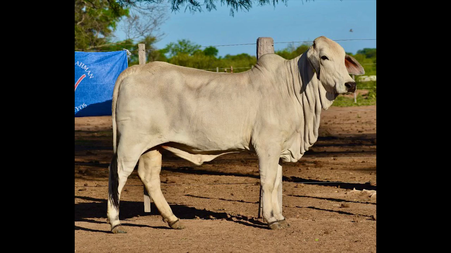 Lote VAQUILLA BRAHMAN