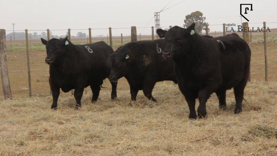 Lote TOROS PUROS DE PEDIGREE