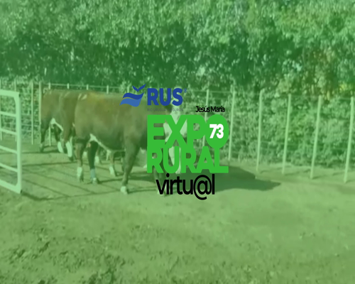 Lote TOROS PURO REGISTRADOS HEREFORD