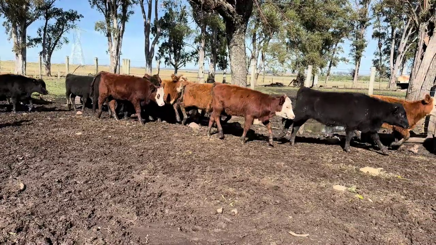 Lote TERNERAS
