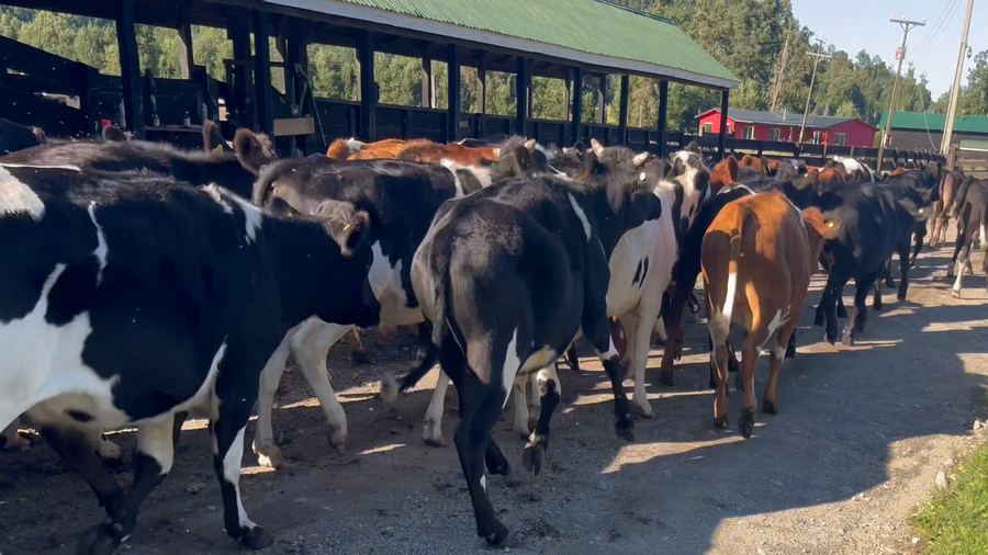 Lote 100 Novillo Engorda en Futrono, XIV Región Los Ríos