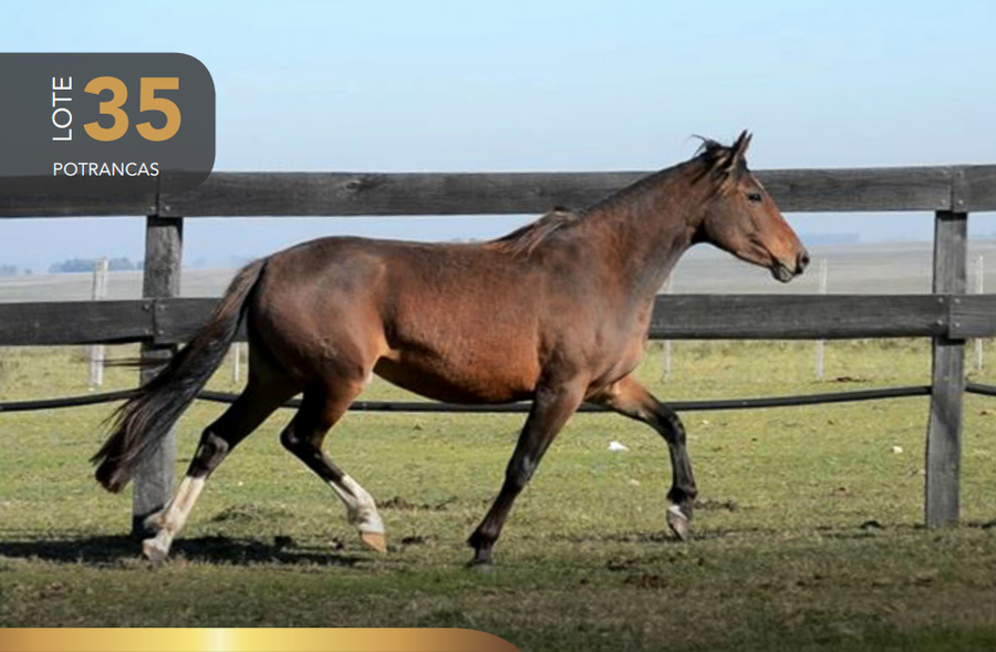 Lote Aquerenciada Jamaica