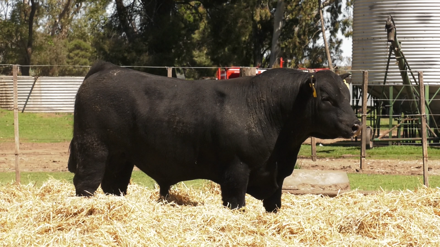 Lote TOROS PUROS CONTROLADOS