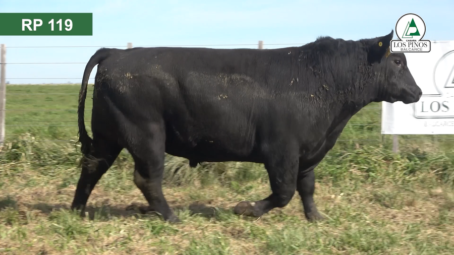 Lote 2 Toros ANGUS a remate en 40º Remate Anual - Cabaña Los Pinos en Balcarce