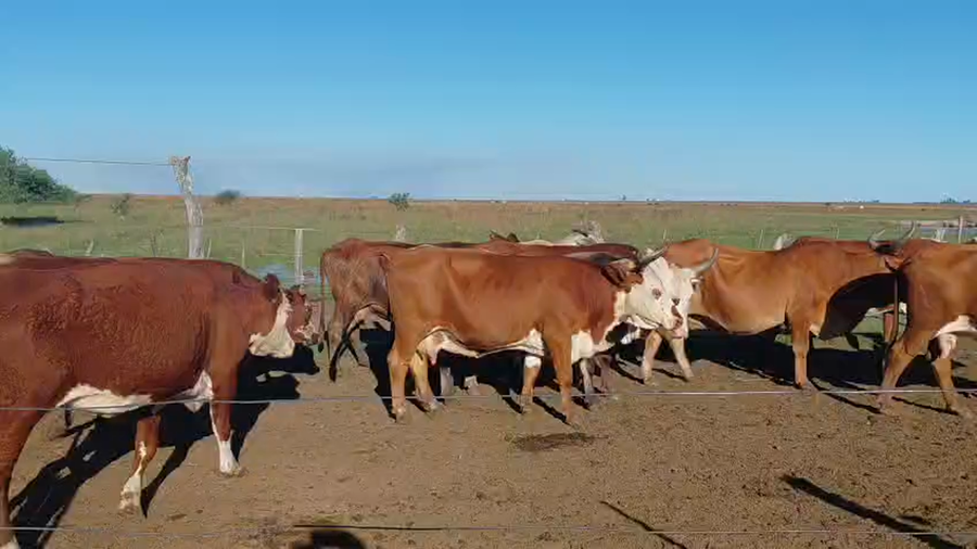 Lote 184 Vacas C/ gtia de preñez