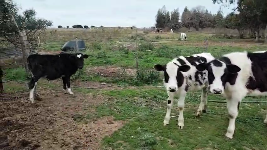 Lote 6 Terneros a remate en Pantalla Aniversario - Escritorio Camy, San José