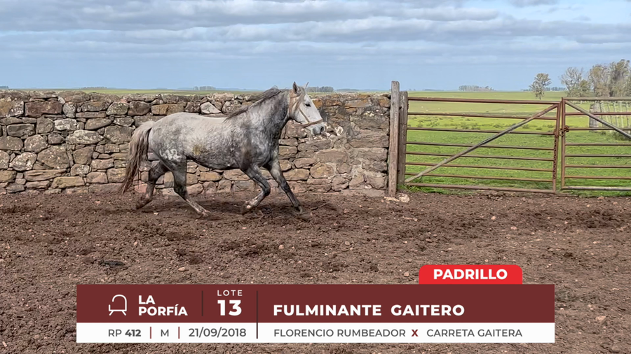 Lote FULMINANTE GAITERO