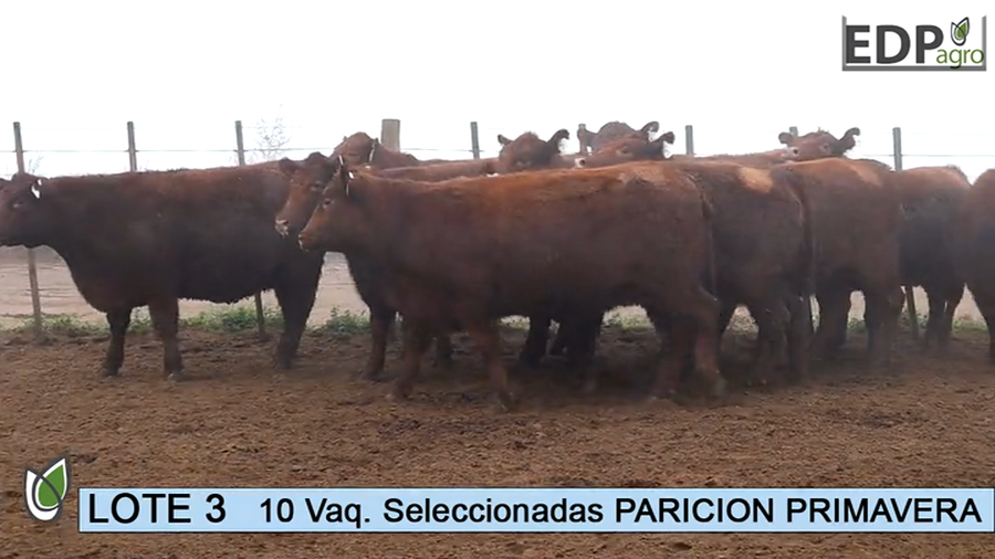 Lote ESTANCIA DON PEDRO Y LA ROSA 10 Vaq. Coloradas