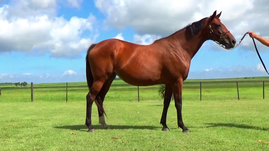 Lote NOVA EDIÇÃO (BRZ)