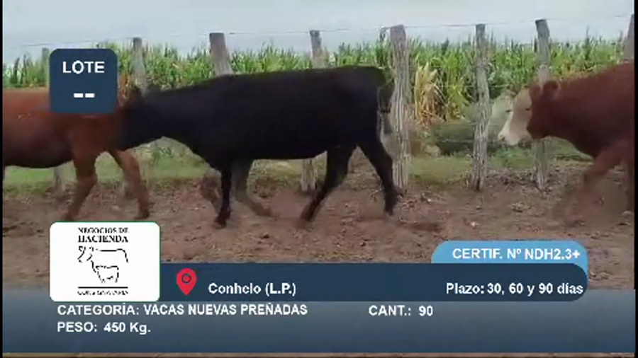 Lote 90 Vacas nuevas Preñadas en La Pampa, Conhelo