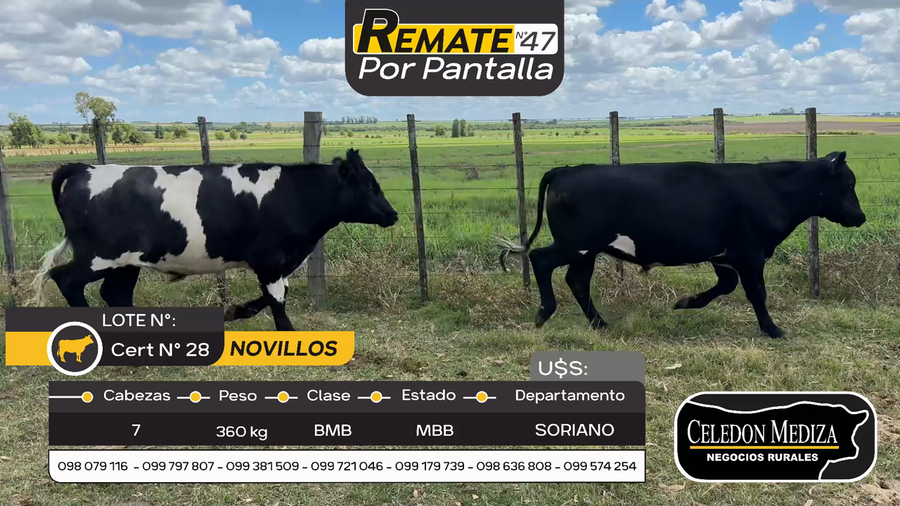 Lote 7 Novillos en Agraciada, Soriano