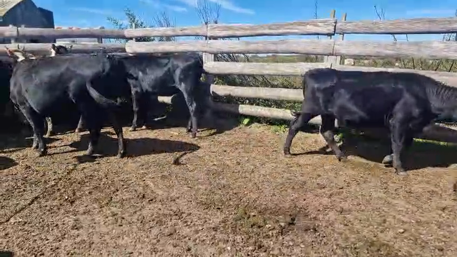 Lote 20 Vaquillonas preñadas a remate en Pantalla Camy, San José