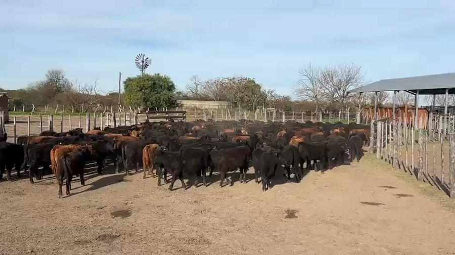 Lote 180 Terneras