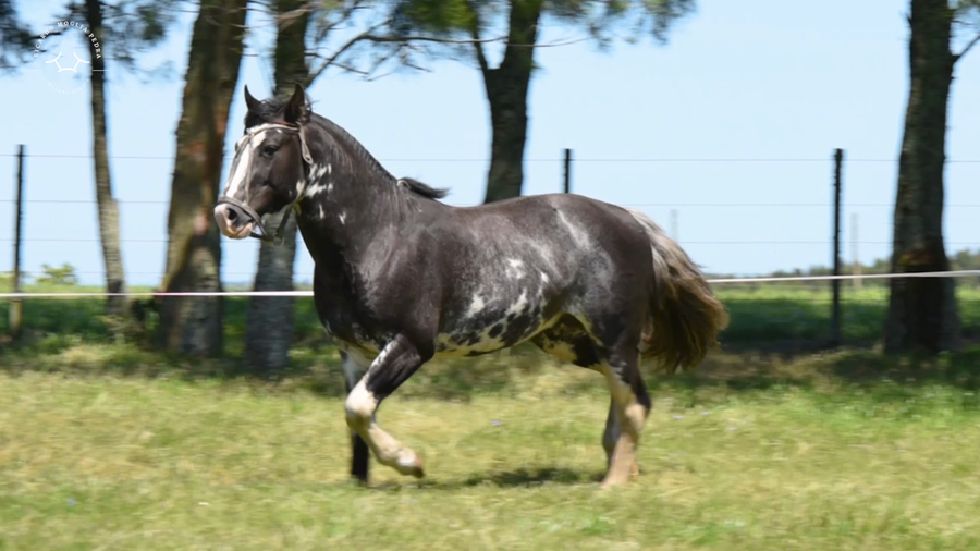 Lote El Gavilan Pacífico Mandarín (RP 427) Cabaña "El Gavilán"
