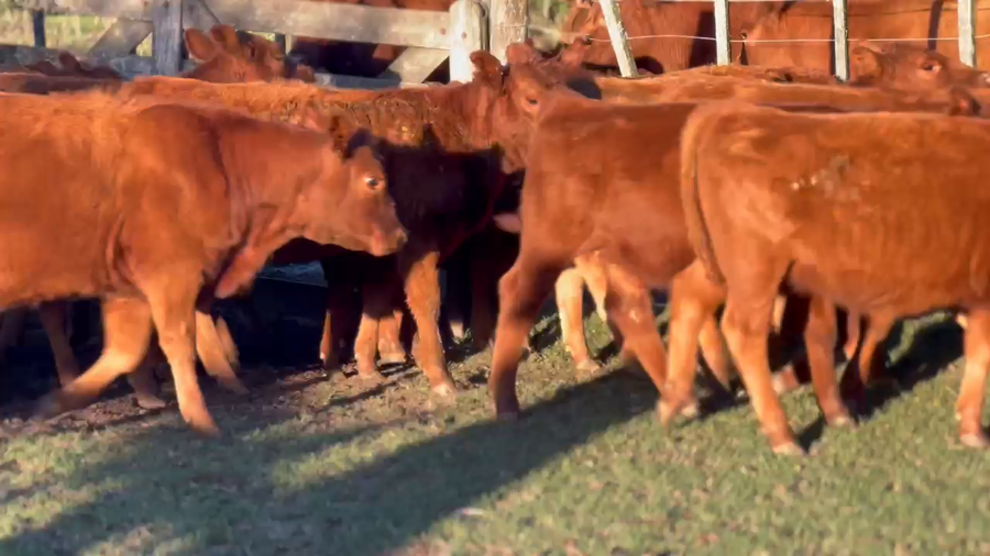Lote 95 Terneras en Lezama, Buenos Aires