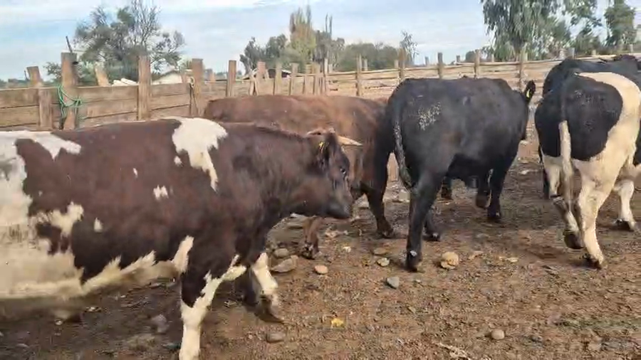 Lote 45 Novillo Gordo en Pelarco, VII  Región Maule