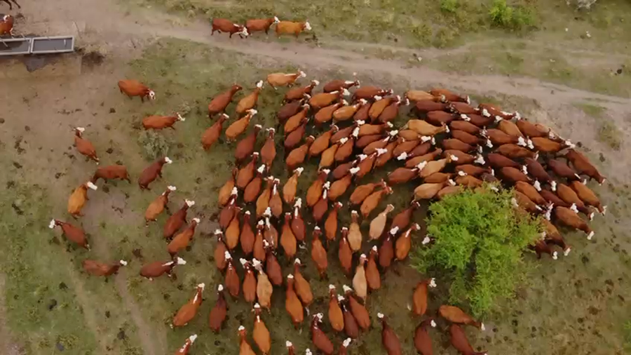 Lote 250 Vaquillonas C/ gtia de preñez