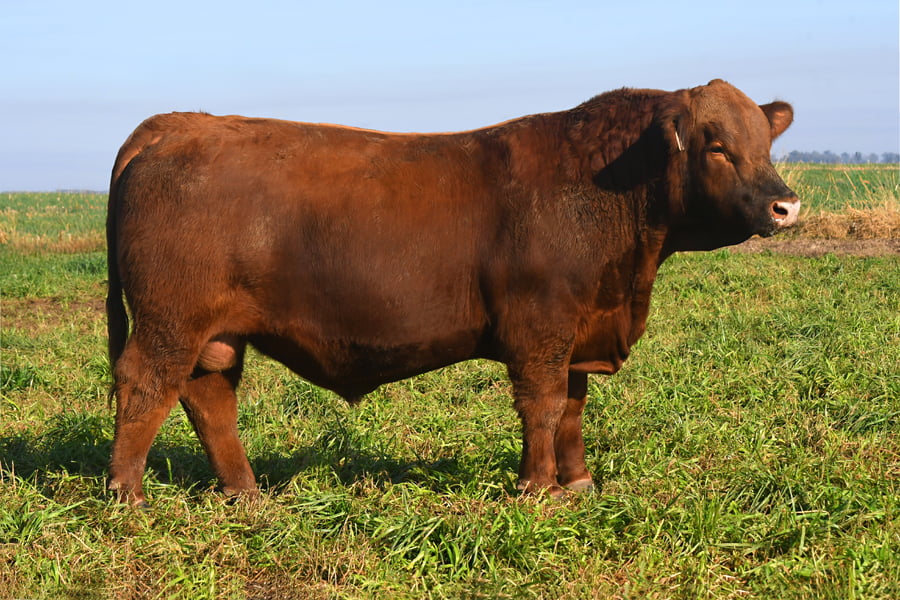 Lote RP 18560 - TOROS PP ELITE