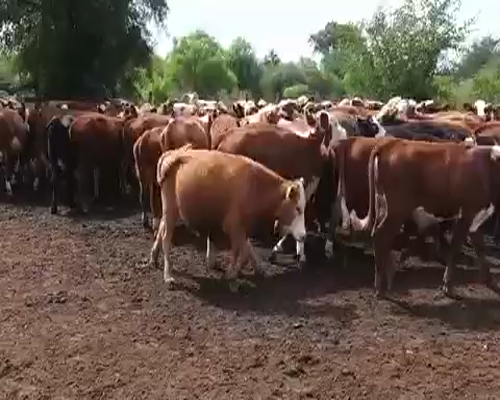 Lote 200 Terneros en Villaguay, Entre Ríos