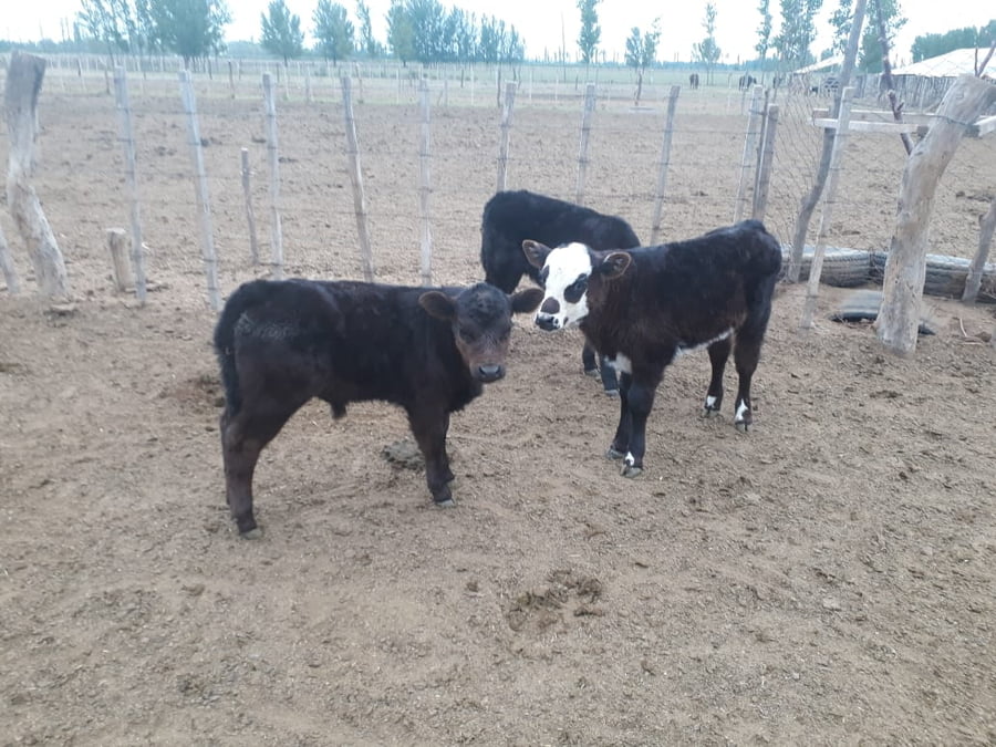 Lote 100 Terneros/as 110kg - , Mendoza