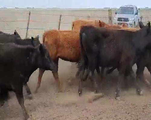 Lote 70 Vaquillonas en Gral. Lamadrid, Buenos Aires