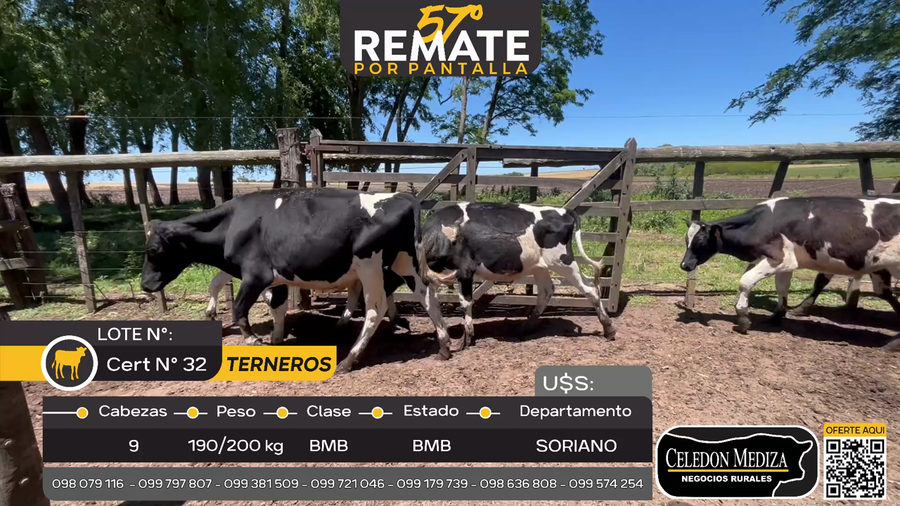 Lote 9 Terneros en Agraciada, Soriano