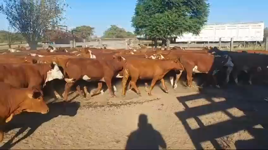 Lote 115 Terneros/as