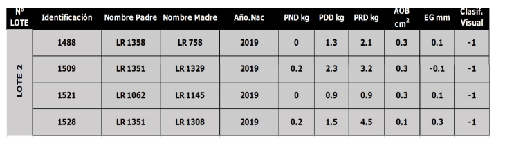 Lote 4 Borregos 2 dtes PI