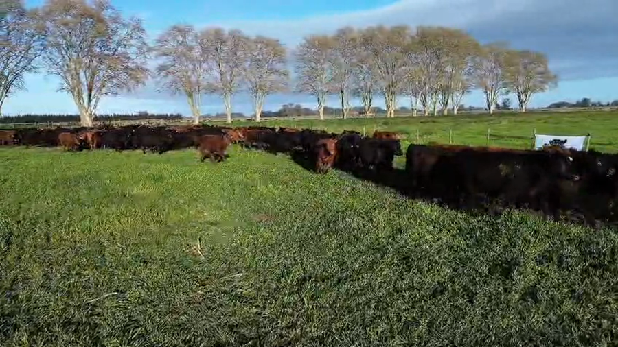 Lote 150 Novillitos