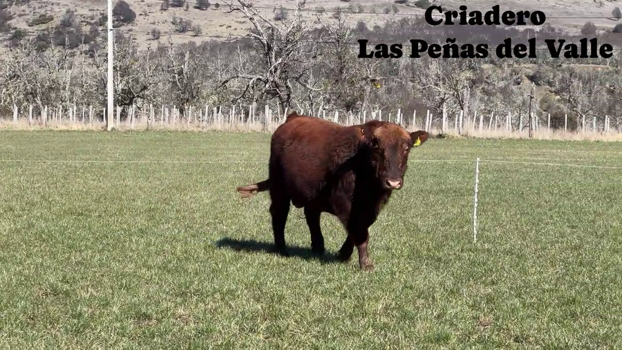 Lote 1 Toro