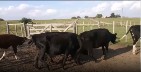 Lote 8 Vaca en San José