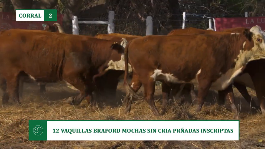 Lote 12 VAQUILLAS BRAFORD MOCHAS SIN CRIA PRÑADAS INSCRIPTAS