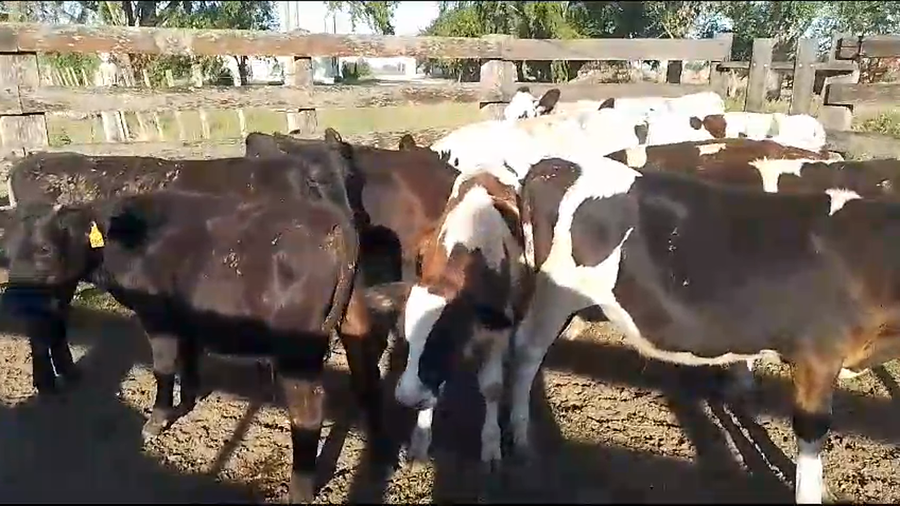 Lote 14 Terneros Holando a remate en Pantalla Camy en Cañada Grande