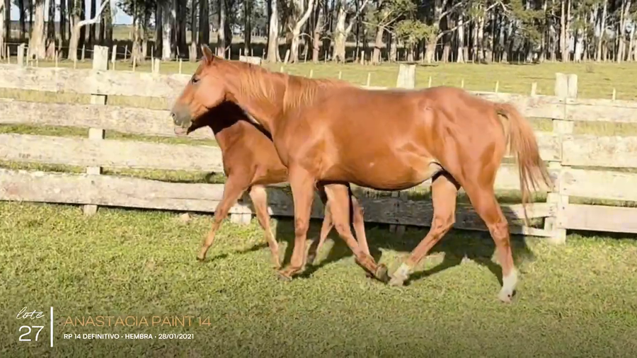Lote ANASTACIA PAINT 14