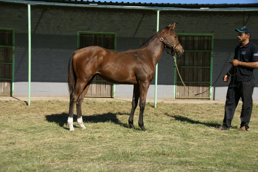 Lote AZARA GREEN