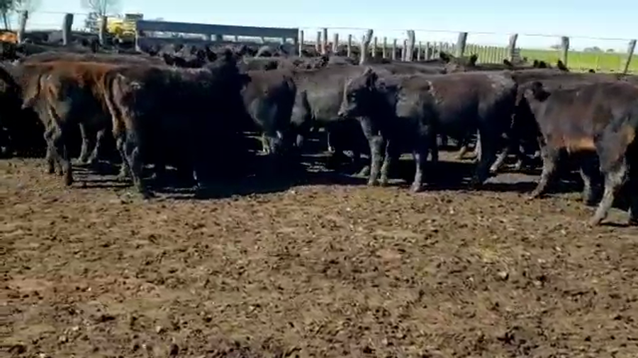 Lote 70 Terneros/as en Entre Ríos, Villaguay