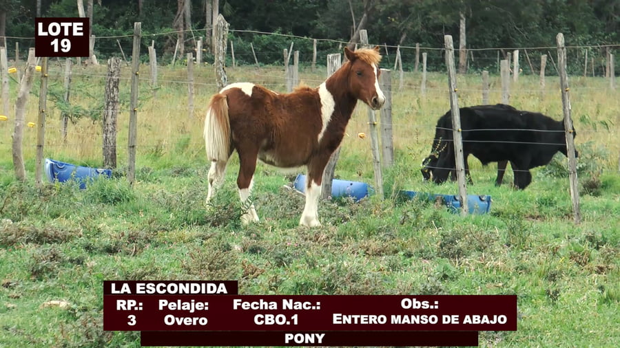 Lote Cabañas de Tradición - Lote 19