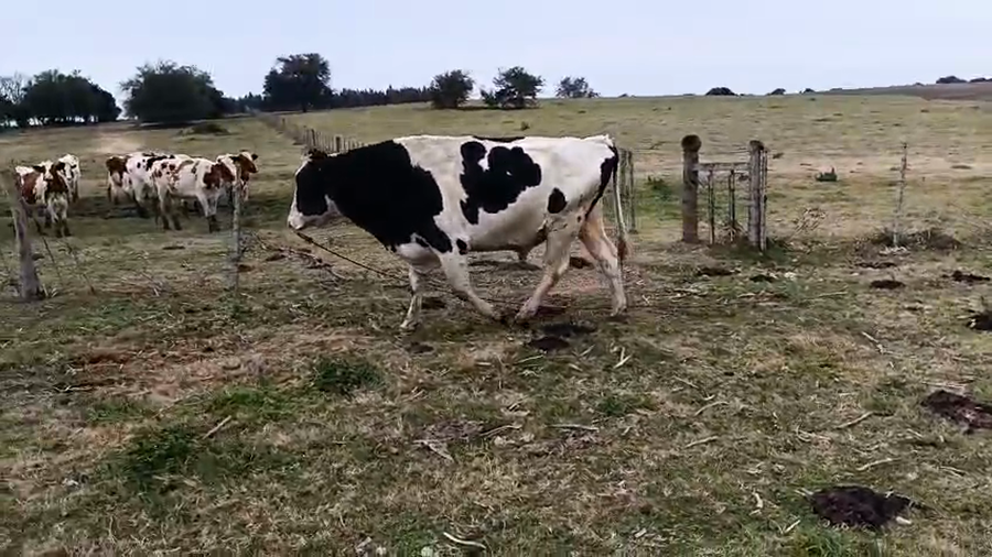 Lote Toros a remate en Pantalla Camy 700kg - , San José