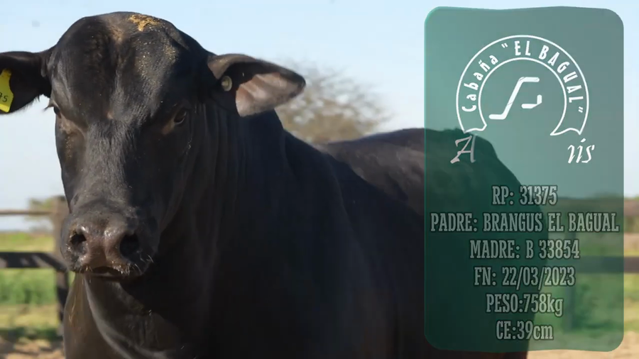 Lote Toro